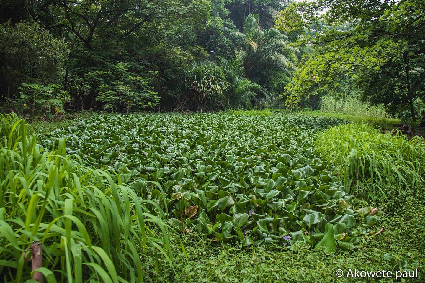 Kivu green corridor Kinshasa